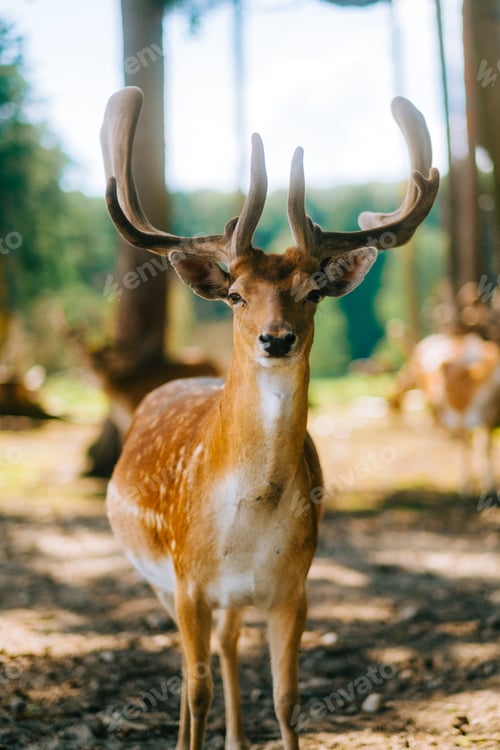 Preview: Red deer fallow deer majestically powerful animal in the forest. Animals in the natural forest.