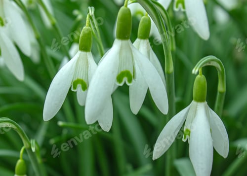 Vista previa: Campanillas
suaves y concentradas en primavera. Grupo de flores blancas florecientes de galanthus
elwesii.
