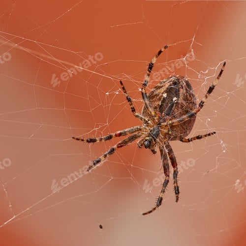 Preview: The Walnut Orb-weaver Spider