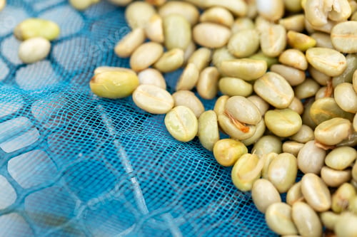 Preview: natural organic green coffee beans