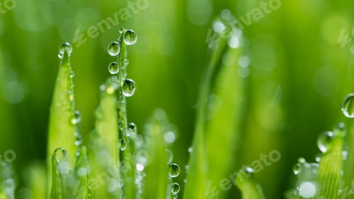 Preview: Wet spring green grass backround with dew lawn natural