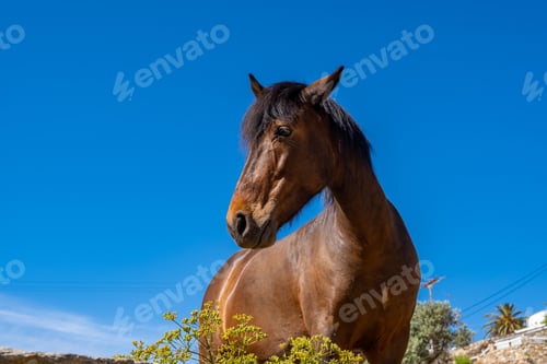Preview: Brown horse closeup view, clear blue sky background, summer sunny day