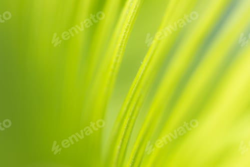 Preview: background texture green leaf structure macro photography