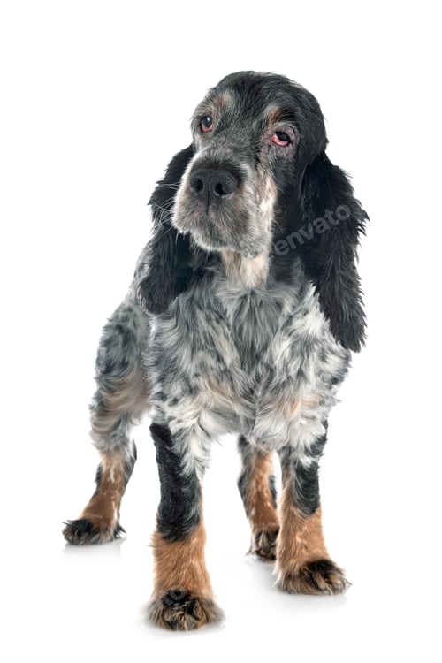 Preview: old english cocker