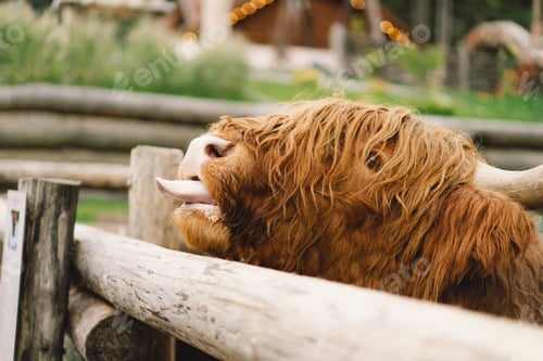 Preview: Beautiful Highland cattle on the farm.