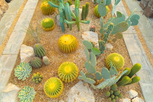 Preview: Cactus plants set in garden desert in industry farm in agriculture concept.
