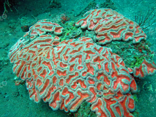 Preview: Thriving coral reef alive with marine life and shoals of fish,