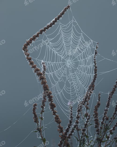 Preview: Spider web with dew drops on a misty morning