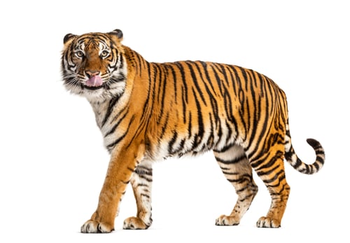 Preview: Tiger isolated
