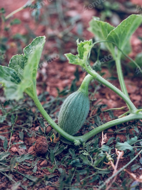Preview: Little baby green pumpkin on ground