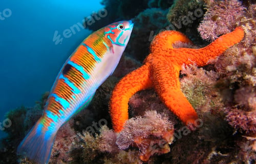 Preview: Ornate Wrasse, Cabo Cope Puntas del Calnegre Regional Park, Spain