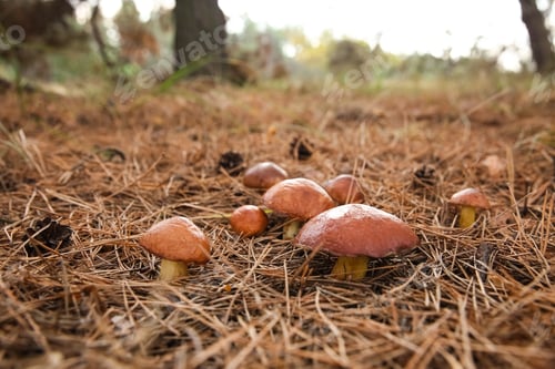 Preview: Brown boletus mushrooms growing in forest, closeup