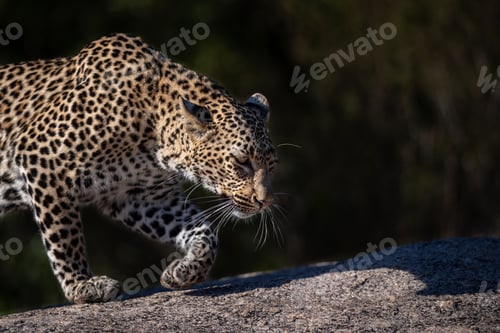 Preview: A leopard, Panthera pardus, walks across a boulder, crouched down, ears back, looking out of frame