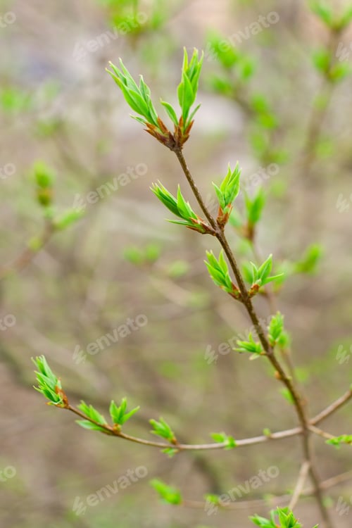 Preview: spring branch