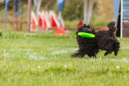 Preview: Dog catching flying disk in jump, pet playing outdoors in a park. sporting event, achievement in spo
