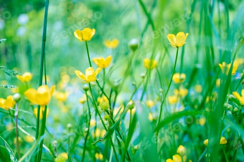 Preview: Beautiful flowering summer abstract background. Yellow flowers blooming in the meadow