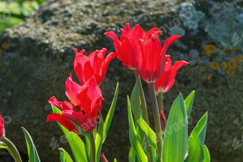 Preview: Red Tulips Flowers With Green Leaves Blooming In A Meadow, Park, Flowerbed Outdoor