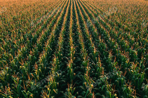 Preview: Aerial shot of tasseling corn plants in cultivated field from drone pov