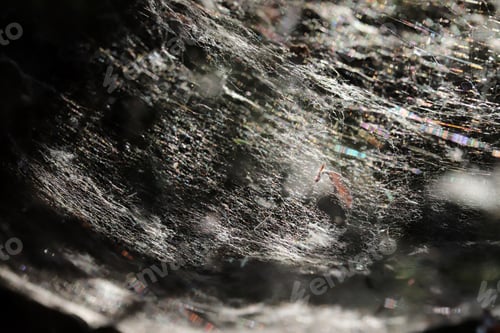 Preview: big spider web in the forest