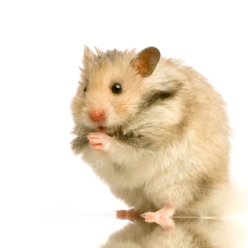 Vorschau: Hamster