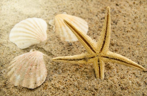 Preview: Concept of a beach holiday and travelling. Starfish, shells on the sandy beach