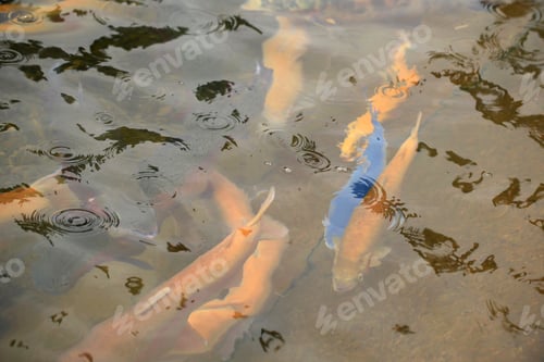 Preview: Trout Fish Swims In Water