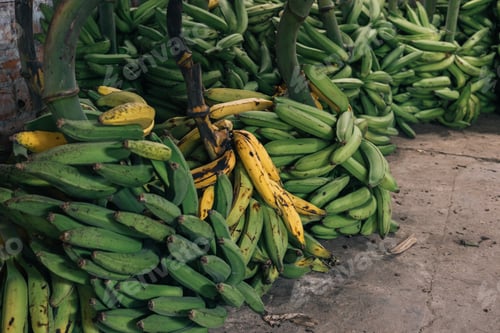 Preview: Group of bunches of green plantain in a market in the Peruvian amazonian