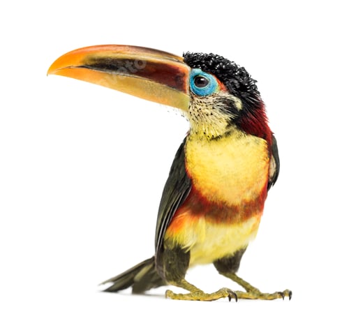 Preview: Curl-crested aracari, isolated on white