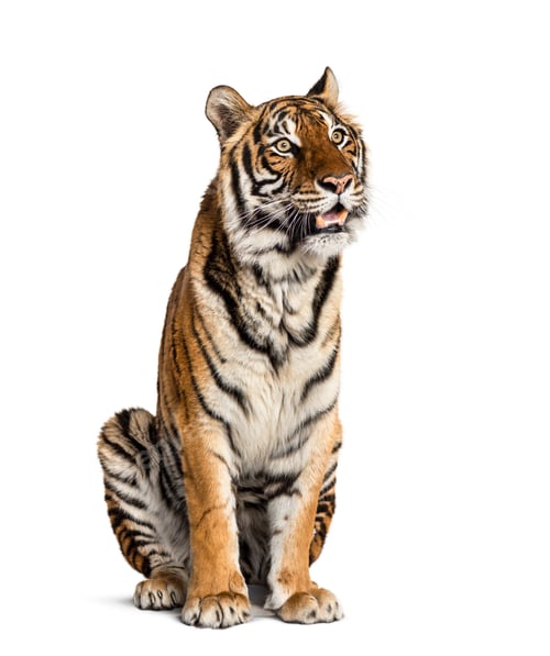 Preview: Tiger