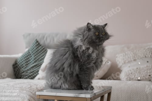 Preview: One persian cat with long fur of grey color sitting in a living room. Funny pet