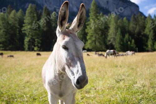 Preview: A donkey in the wonderful landscape of the Dolomites mountains, South Tyrol, Italy