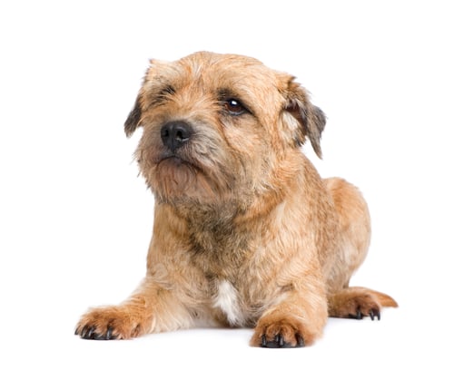 Preview: Border terrier