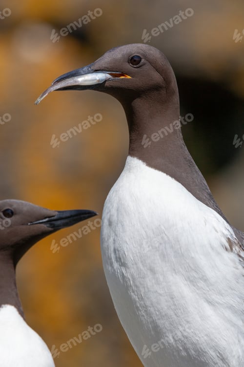 Preview: Guillemots or Common Murre