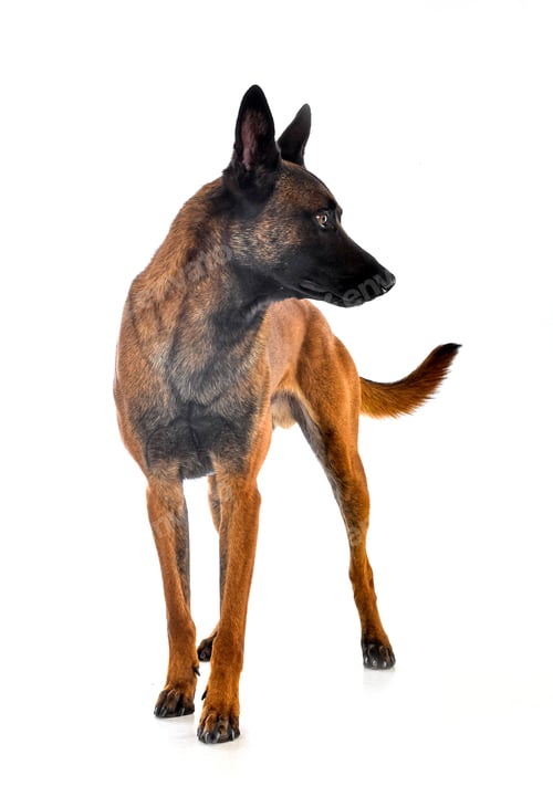 Preview: malinois in studio