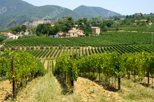 Preview: Summer landscape on the Colli Euganei, Padua, Italy