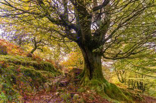 Preview: The path of Mount Adarra in the town of Urnieta near San Sebastian, Gipuzkoa. Basque Country