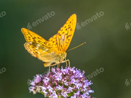 Preview: Silver washed fritillary on oregano flower
