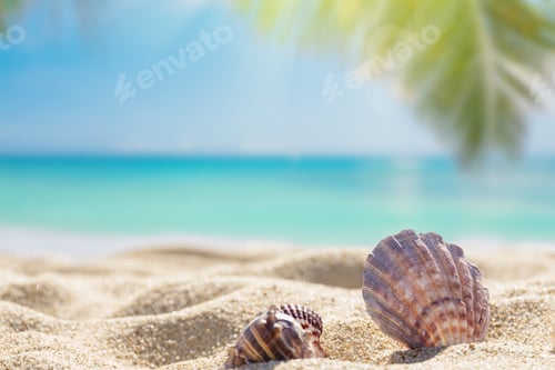Preview: Seashells on sunny tropical beach
