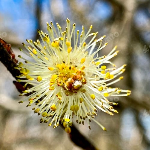 Preview: Willow Catkins