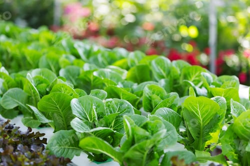 Preview: Fresh green leafy vegetables grow in neat rows under natural light