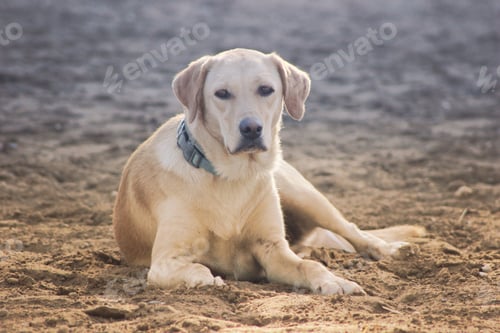 Preview: Golden Labrador
