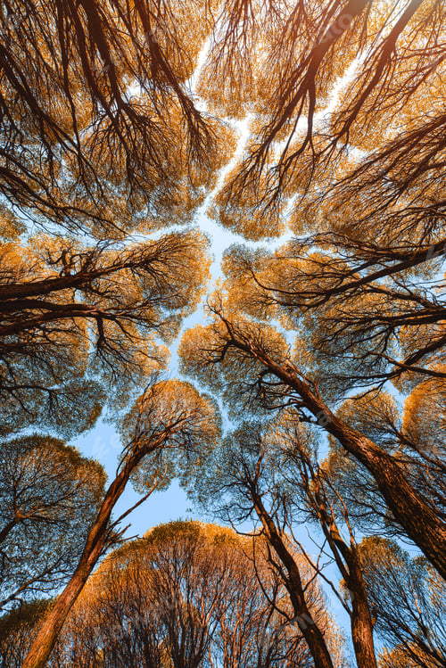Preview: autumn, landscape, bottom view, tree tops, tree crown, nature, postcard, leaves, sky, under the tree
