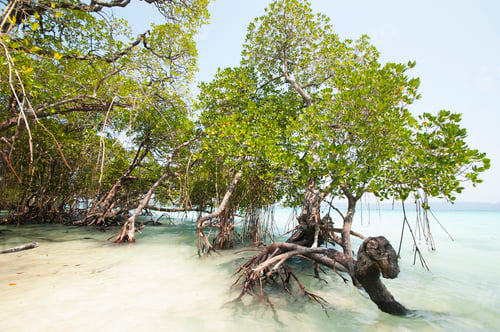 Preview: Beautiful tree on Havelock Island Beach.