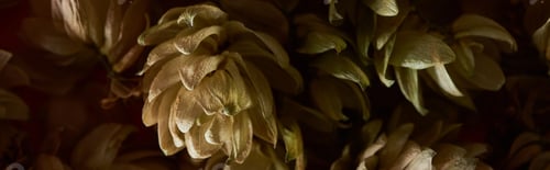 Preview: close up view of dry hop seed cones isolated on black, panoramic shot