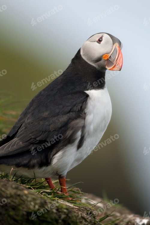 Preview: Atlantic Puffin or Common Puffin, Fratercula arctica, on Mykines, Faroe Islands