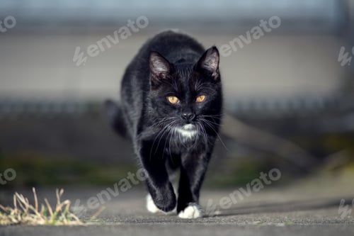 Preview: Black cat walking on the street.