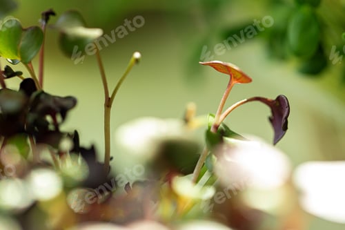 Preview: Salad micro greens growing bunch close up