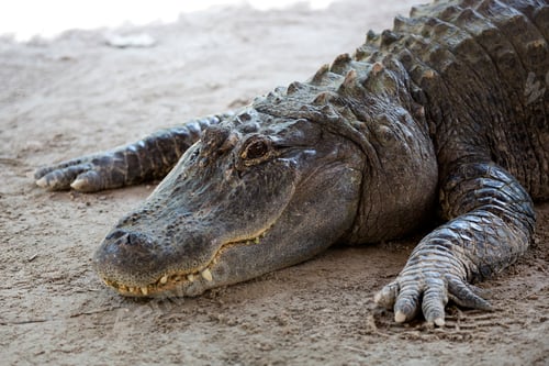 Preview: Captivating Alligator Resting Peacefully on Sandy Ground