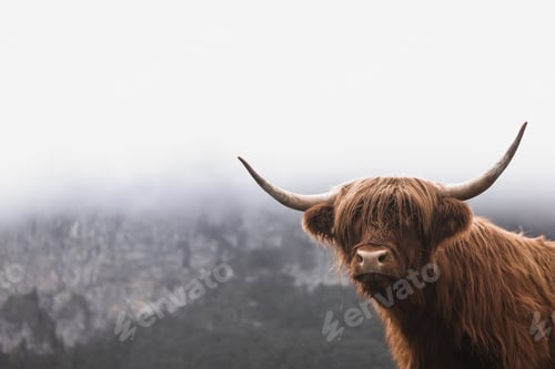 Preview: Scottish Highland Cow, Switzerland