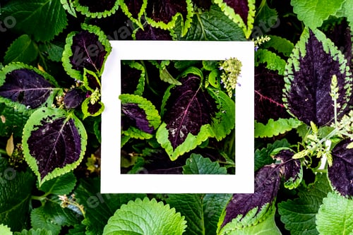 Preview: creative idea of exotic flowers pattern with copy space made of square frame flat lay f